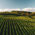 The Top Wine-Producing States in the United States: A Closer Look